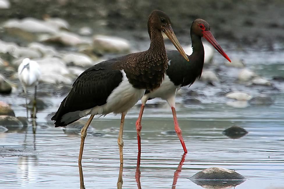 Pareja de cigüeñas negras